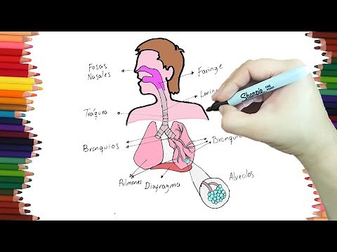 Como dibujar el SISTEMA RESPIRATORIO paso a paso y MUY FACIL - Dibujos para Colorear