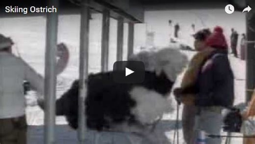 Real or Fake?: Ostrich skiing
