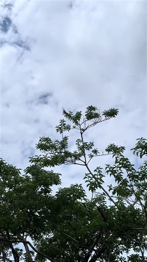 Exploring the Stance Nation Car Culture