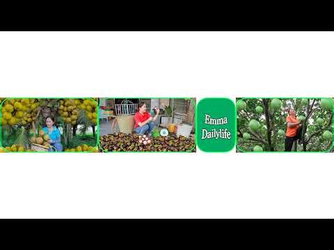 Harvesting macadamia on the tree in Farm & goes to market sell | Emma Daily Life