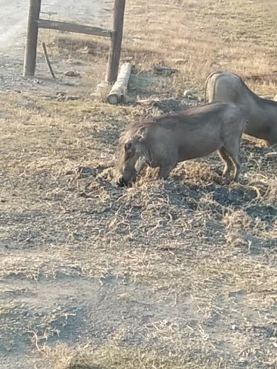 #wildlife #gameranger #forestcamp #duet #zulucomedy #mzansimemes #keşfet #maskandi#mpucuzeko2022