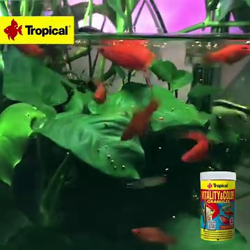 14 reactions | Exploring the world of aquarium is like diving into a vibrant slice of nature, filled with colors that ignite curiosity about life itself.❤麗 What's the most fascinating thing about this hobby for you? Share your thoughts in the comments below! | Tropical International | Facebook