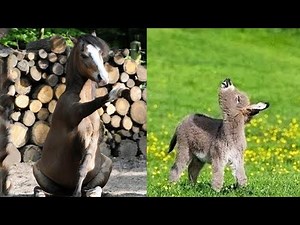 Cute Baby horse 🐴 Video Compilation cute moment of the horses - Funny Horses #2