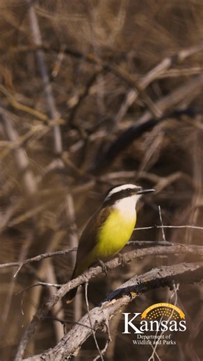 Kansas Department of Wildlife & Parks on Reels