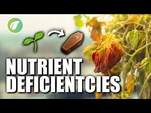 Unraveling Nutrient Deficiencies: A Beginner's Walkthrough