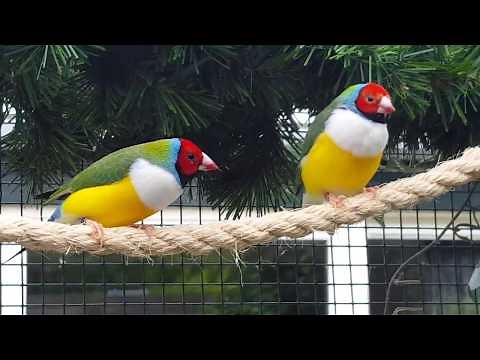 Gouldamadine in volière, Gouldian Finches outside aviary