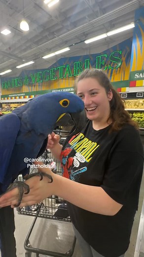 🐦Welcome To Angelic Parrots🐦 on Instagram: "Women’s curiosity in grocery store ends HOLDING MY BIRD! Awesome reaction! #curiosity #holdmybird #groceries #grocerystore #MACAWS #cute #viral #shorts #pets #exoticbirds #nature #exoticpets #beautiful #nature_friends #birds #hyacinths #hyacinthmacaws #parrots #animals #animallover #cuteanimals #birdlover #carolinvonpetzholdt #happyplace #hyacinthmacaw #bird #parrot"