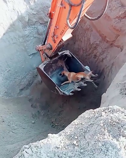 205M views · 2.3M reactions | This clever dog knew exactly what to do when the crane was lowered!  | Furry Tails | Facebook