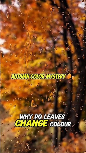 Why Do Leaves Change Color in Fall? | Beautiful Nature Science 🍁