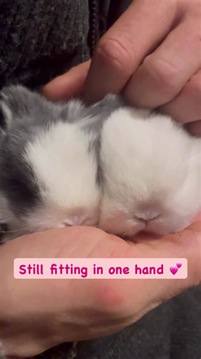 Fluffy, Friendly & Ready to Go! Say hello to the fluffiest Netherland Dwarfs on TikTok! 😍 This breed is known for being playful, curious, and easy to bond with. Their small size makes them perfect indoor companions. Send a message if you want to bring home one of these sweet munchkins! #bunnybreeder #netherlanddwarfbunny #bunnylife #bunnylove #rabbitlife