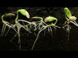 Plant growing time-lapse | Free Stock Video without Watermark or Copyright