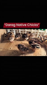 Praise the Lord..Darag native chicken is an indigenous chicken breed from Western Visayas, Philippines, especially Iloilo and Panay Island.**Key characteristics:✅Hardy and well-adapted to local conditions ✅Known for flavorful meat and good market value ✅Slow-growing but disease-resistant✅Suitable for free-range and organic farming systems. #departmeofagriculturecentralluzon #ATICentralLuzon #sweetshorghum #followersreelsfypシ゚viralシfypシ゚viralシalシ #fypシ゚viralシfypシ゚ #followerseveryone #fypシ #TopFan