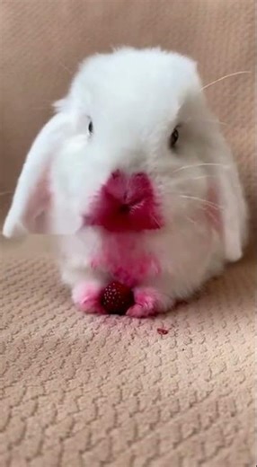 Makeup tutorial gone wrong Or murder mystery 🐰🍓 #BunnyASMR