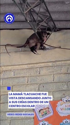 ¡Tlacuache y sus crías aparecen dentro de una escuela!