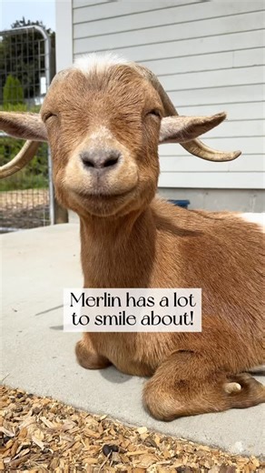 Look at that smile! 🥹 Merlin is one of our OG’s! He and his twin brother Kurloz were our very first rescues over 8 years ago. They were rescued as dairy culls (males born on dairy farms who are typically sold for slaughter) and have grown up knowing nothing but love, kindness, and compassion. They get to spend their days playing with their friends, relaxing in the sunshine, enjoying their bottomless hay buffet, and getting so much love and affection from their human caregivers. We work hard to 