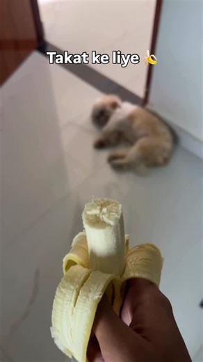 Tuffy 🐶 | 😂😂 [dog reels, cute dogs, funny dog videos, puppy reels, pet reels, pet influencer] #viraldogvideos #dogsofinstagram #growth #reach... | Instagram