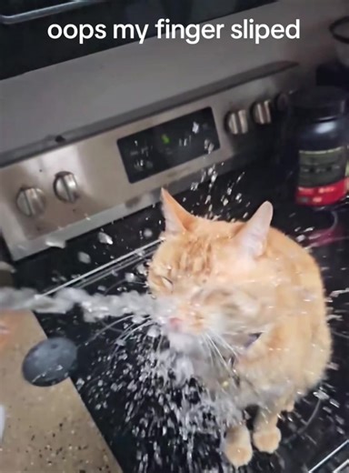 Slow Motion Cat Moments That Will Make You Smile