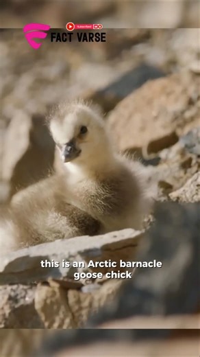Nature’s Most Terrifying First Step: Baby Geese Jumping Off Cliffs #facts #goose