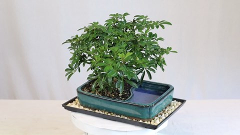 Brussel's Bonsai Live Hawaiian Umbrella Bonsai Tree - Medium, 5 Year, 6 to 10 Inches - Indoor Bonsai Tree with Water Bonsai Pot and Bonsai Tray