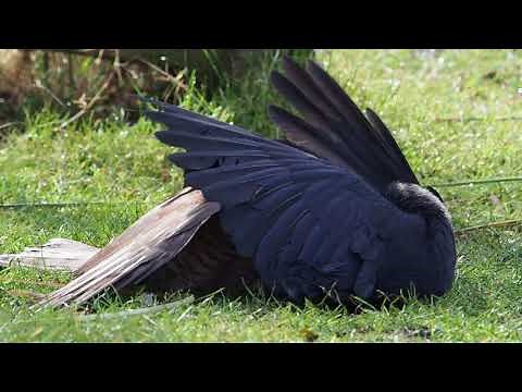 last fight of the Jackdaw versus Sparrow-hawk