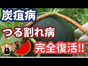 [Watermelon cultivation] [Anthracnose and Fusarium wilt] We tried some disease prevention methods...