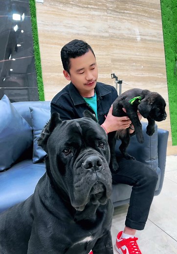 Discover Cane Corso Training and Care Tips