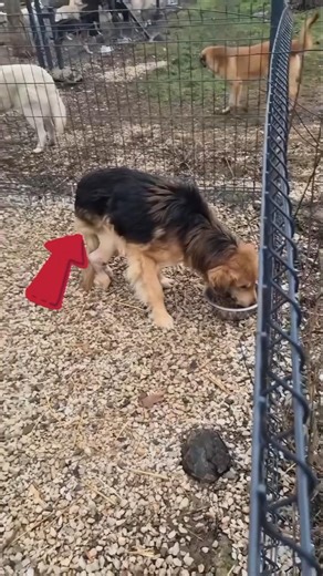 Feeding Injured Homeless Dog