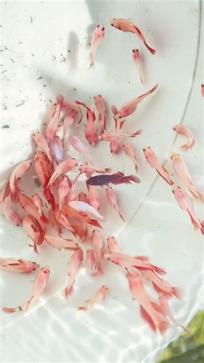 Betta’s First Day: 60-Day Fry Release into community Tank