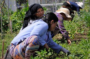 Field Museum showcases health benefits of Chicago gardens - Medill Reports Chicago