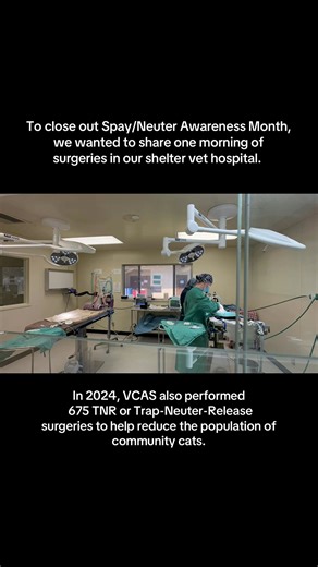 Closing out Spay/Neuter Awareness Month with a shoutout to our vet team 🫶 Spaying & neutering your pets is one way you can help us save animal lives. By preventing accidental litters, we greatly reduce the number of lost pets and animals living in shelters. Our veterinary team at VCAS is dedicated to high quality, high volume spay & neuter surgeries to ensure that all adopted animals leave our shelter altered. We are so grateful for the skills, precision, and compassion our veterinarians, RVTs,