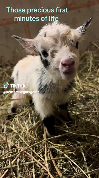 First Moments of Pygmy Goat Kids
