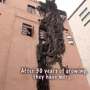 1.3M views · 622 shares | A huge banyan tree is so deeply clutched to the four-story residential building in south China’s Guangzhou, that one would be forgiven to think it's been glued there. Local residents believe the tree might have rooted and sprouted from within the building's wall. | CGTN | Facebook