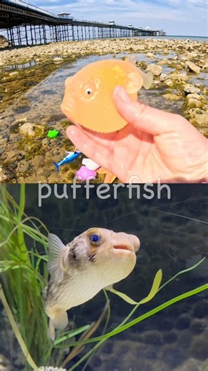 Sea Animal Names for Kids | Toy Learning Fun by the Pier: Pufferfish Zebra Shark Seahorse Fish