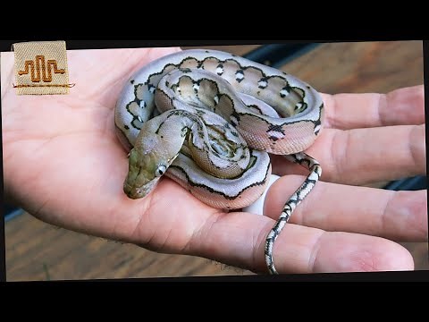 Top 10 BEST Super Dwarf Retics of ALL Time