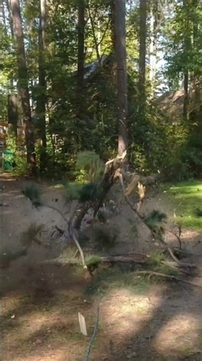 Pine Tree Explodes on Impact #treefelling #chainsaw #stihl #husqvarna