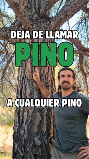 Aprende a identificar 5 especies de pino #botanica #naturaleza
