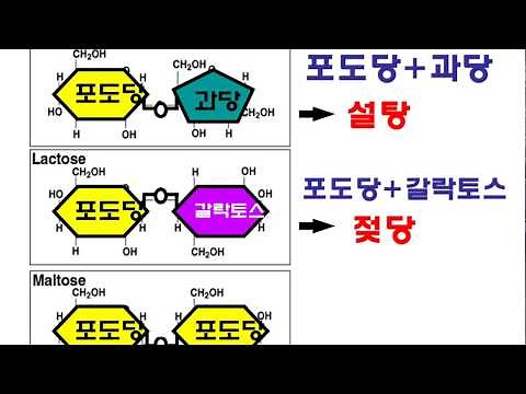 3단원 4차시 탄수화물의 소화(아밀레이스, 말테이스, 수크레이스. 락테이스)