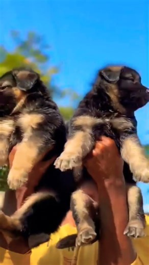 Call 8810623046 German Shepherd available 🐕 Trained healthy active Booking open now #gsdlover