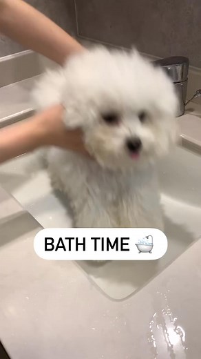 Unleash the Shine: Dog's Bathing Transformation. Want one? Check the comment section! | Lovers Dogs
