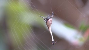 This video footage of an unique spider was captured by Ian Gibbins, a retired scientist of neursocience, anatomy and zoology, on the Victorian coast. We think it's pretty fascinating! He explains what's going on in his own words: "It shows a female Scorpion-tailed Spider (Arachnura sp.) making her web. The way she does this is extraordinary, using different pairs of legs for different functions: hanging on, measuring, drawing out the silk line, binding it together. In the video, she is making th