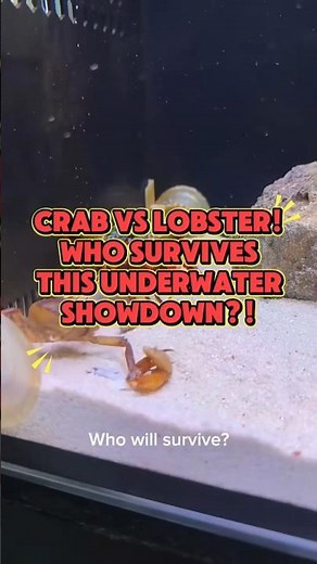 Crab vs Lobster! Who Survives This Underwater Showdown?!