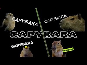 1 capybara lyric video capybaras song