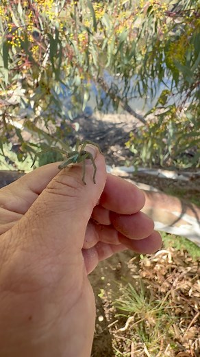 Check out this little beauty! A Green Huntsman Spider (Neosparassus sp) 🕷️🖤🧡🖤 | Mick Fullerton Wildlife