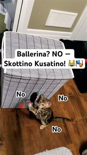 From ballerina to chaos in seconds 😹 Simba’s got range! 🎭#FunnyCats #CatComedy#CatMeme #viralcats