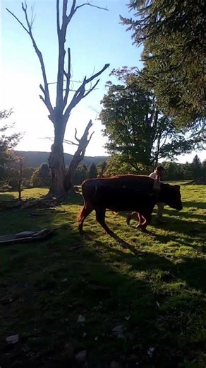 Tony the ox moving rocks