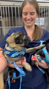 136K views · 7.4K reactions | We gifted four more pugs the gift to...