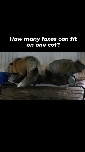 This is one epic cuddle puddle!! Did you know all six of these foxes are a biological family? Pongo and Purdita (both are in this cuddle puddle) were surrendered to us along with their six kits from a fur farmer that was closing down. Fox are very family oriented animals. Because of this, we kept the entire family of 8 together. They are a crazytight-knitt family that loves being together. Joining mom and dad for a morning cuddle session are Jewel, Rolly, Patches and Thunder. Penny and Lucky wer