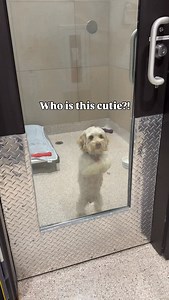 2.6K views · 3.7K reactions | Meet Marshmallow懶 This 4-year-old Lhasa...