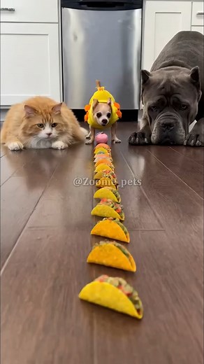Ready... Set... GO! 🏁 The ultimate Taco Tuesday challenge! 🌮 The big guy and the cat are fighting for every bite, but I can't stop laughing at the little one... he is literally a TACO eating a TACO! 😂 Is this considered cannibalism? 💀 Who won this round? Team Cat 😼, Team Giant 🐶, or Team Taco? 👇 #catvsdog #funnycat #canecorso #chihuahua #eatingchallenge #tacotuesday #tacodog #funnyanimals #catlover #doglover #reels #shorts | Zoomepets