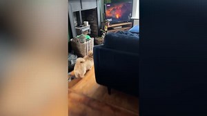 TV Critic Dog Reacts To TV Shows And Movies | Happily TV
